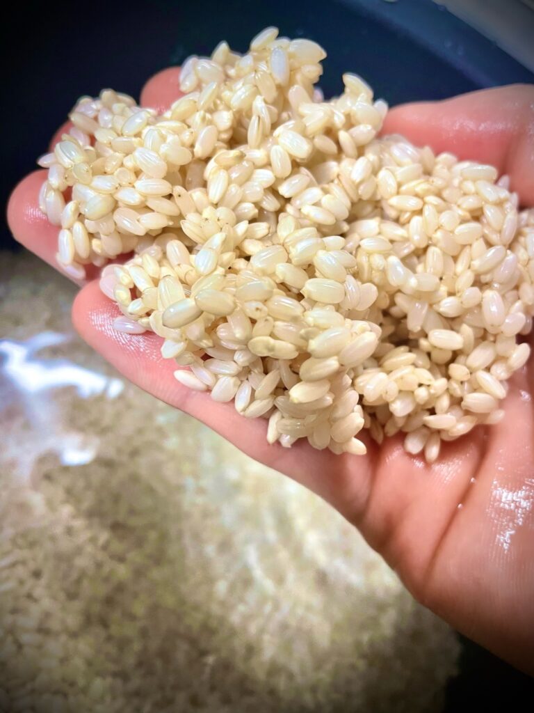 発芽玄米の作り方